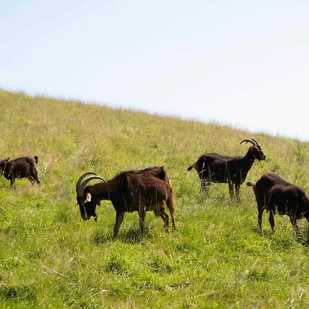 Ξενοδοχείο Paorra Baserria